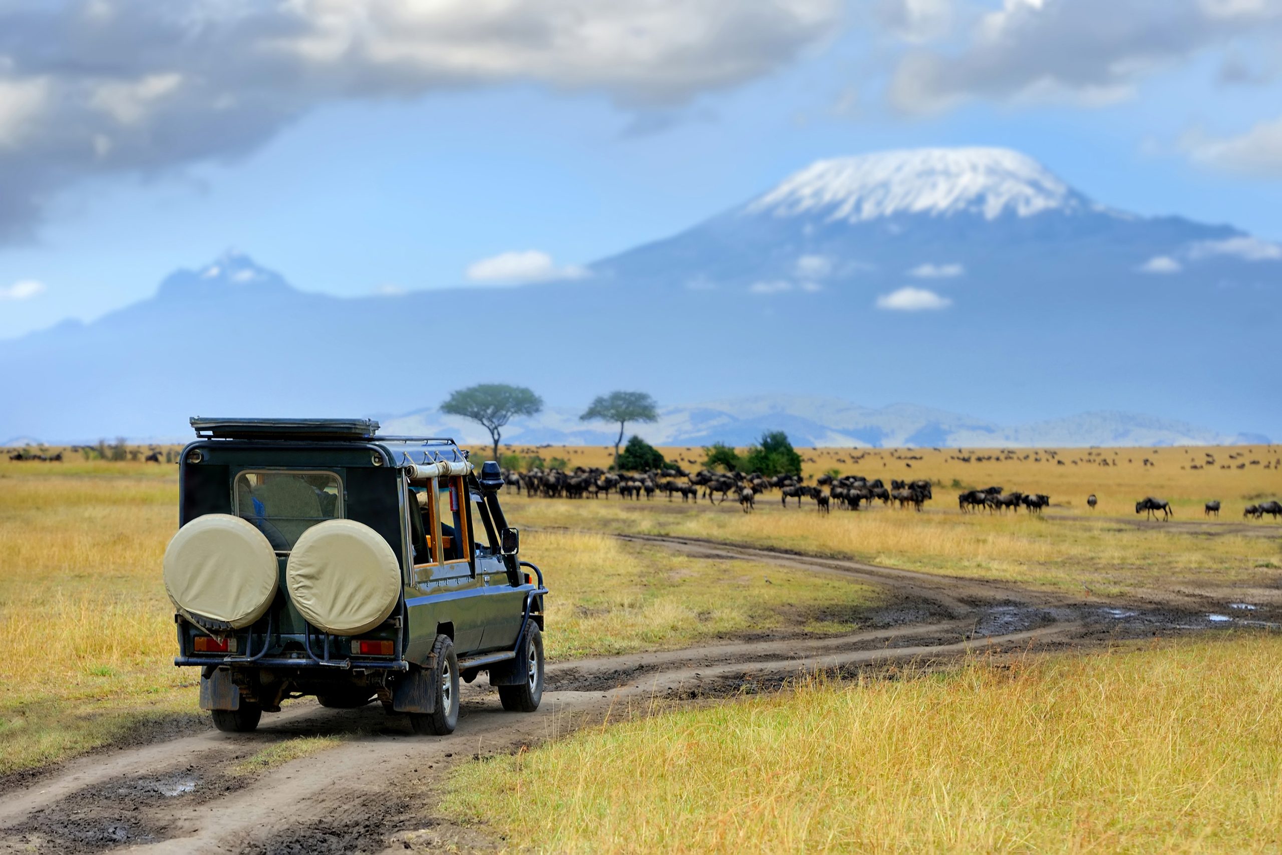 Why Tanzania Safari Is the Best Wildlife Experience You Can’t Miss in Africa?