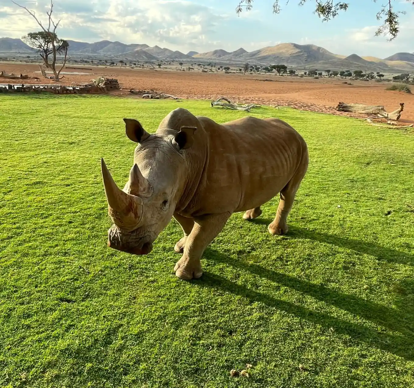 Namibia Wildlife
