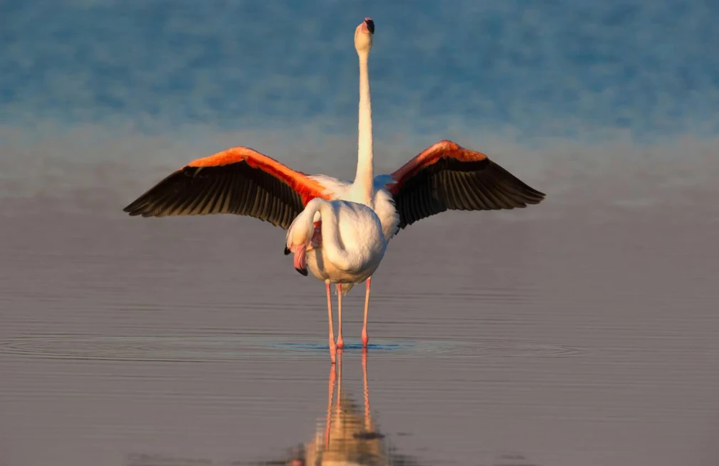 Etosha Birdlife