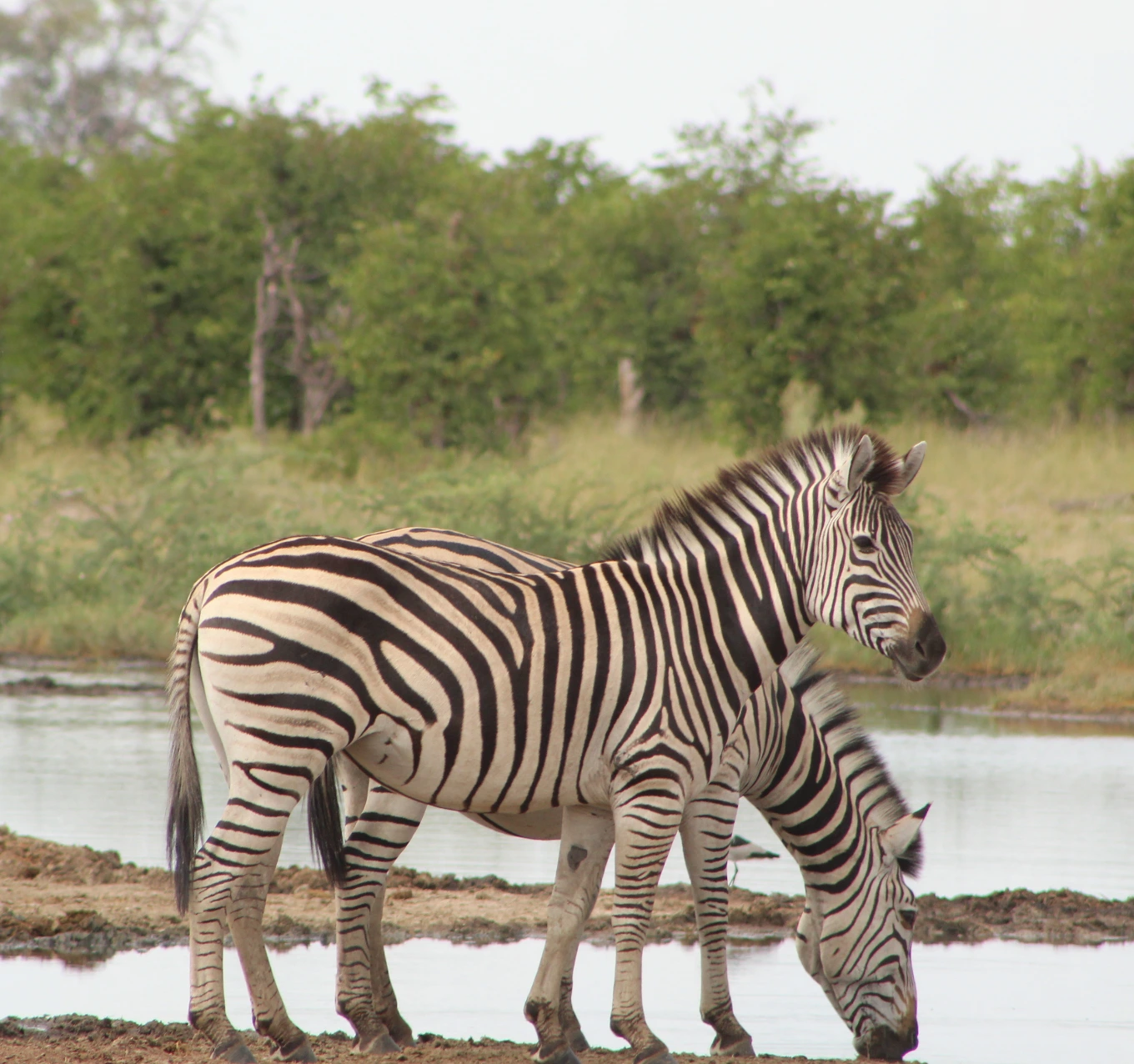 Chobe National Park Wildlife