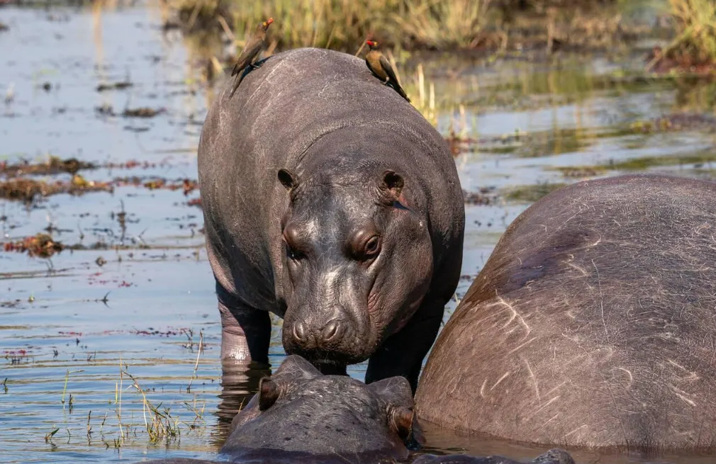 Chobe Wildlife