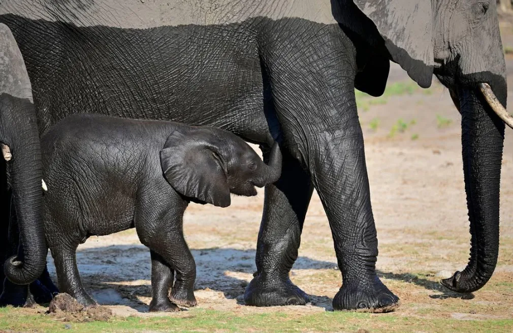 Game Drives