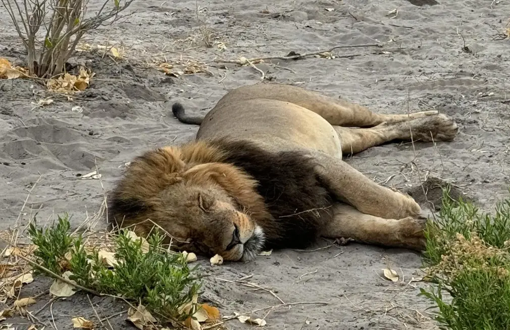 Moremi Game Reserve