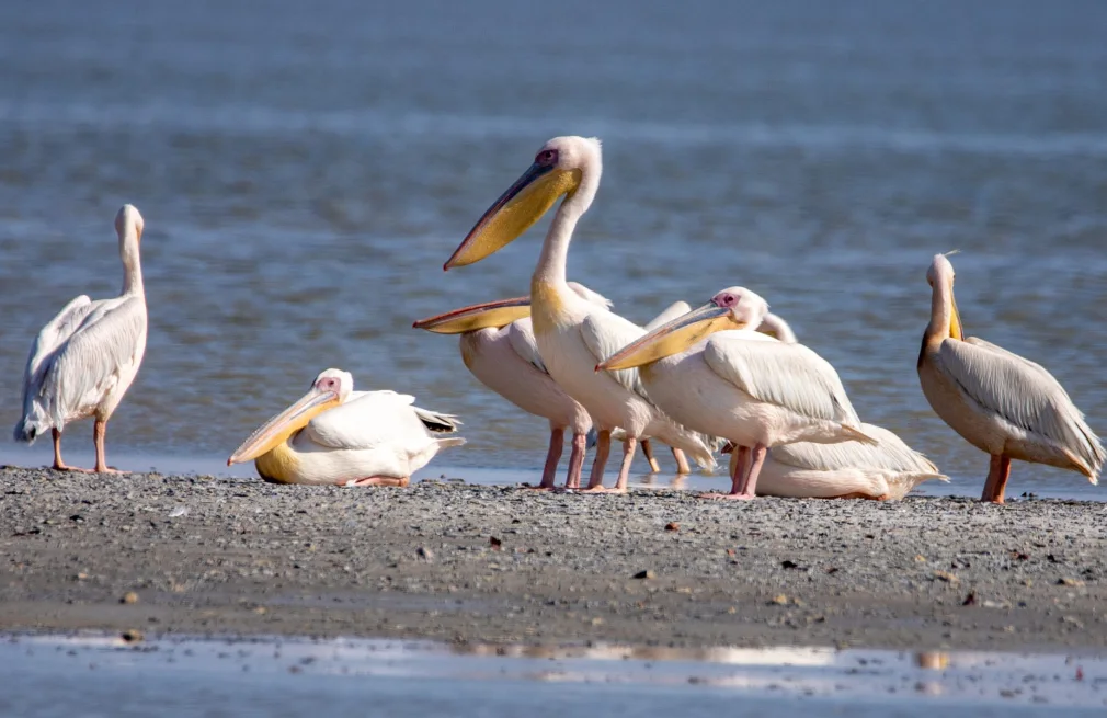 Bird Watching