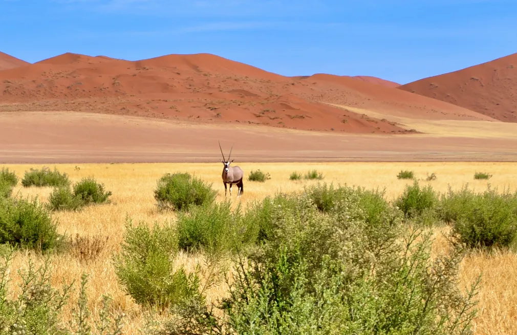 Namib Desert Attractions