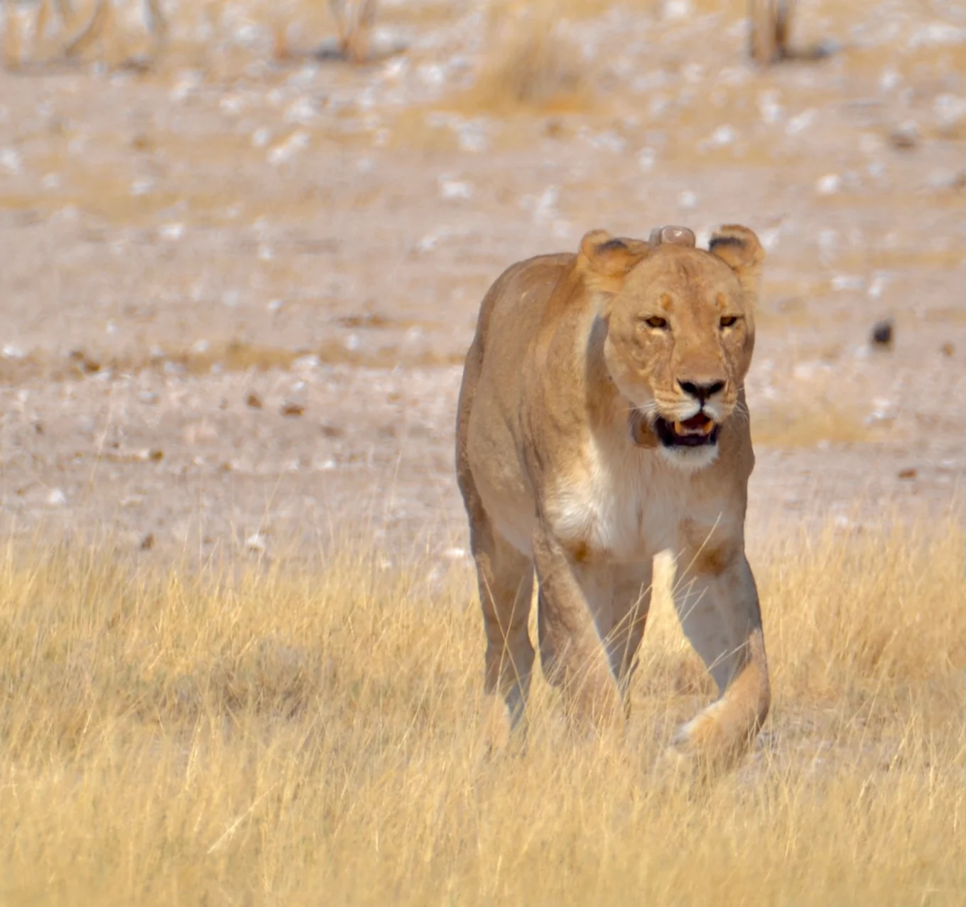 Desert Wildlife
