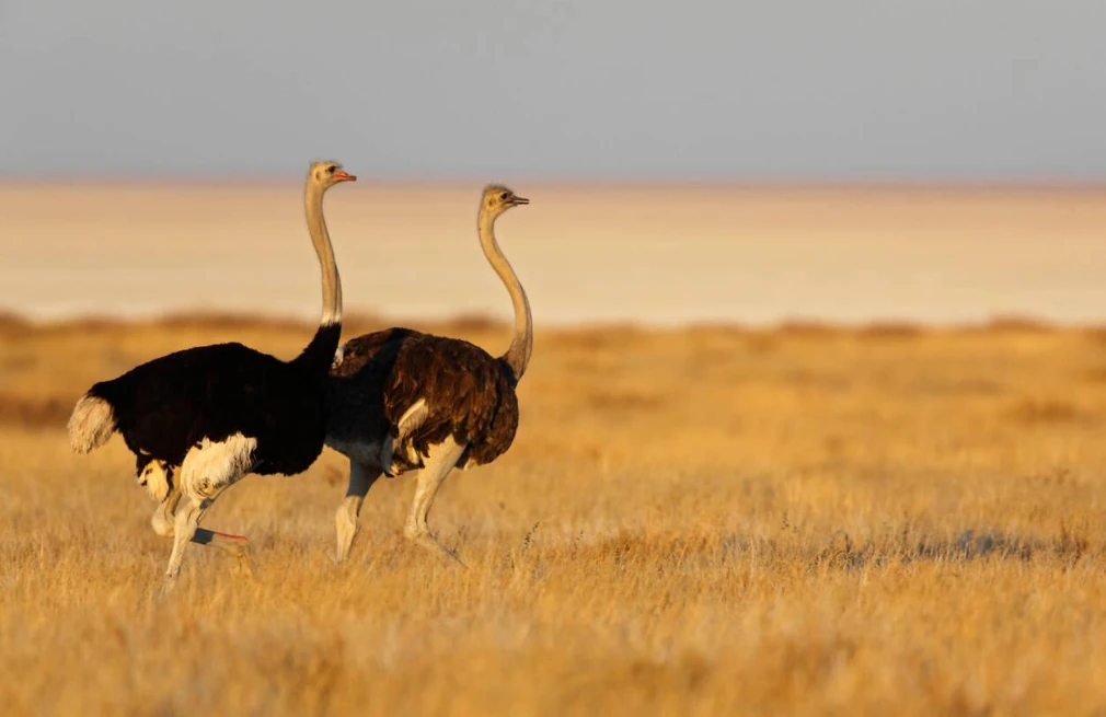 Etosha Ostriches