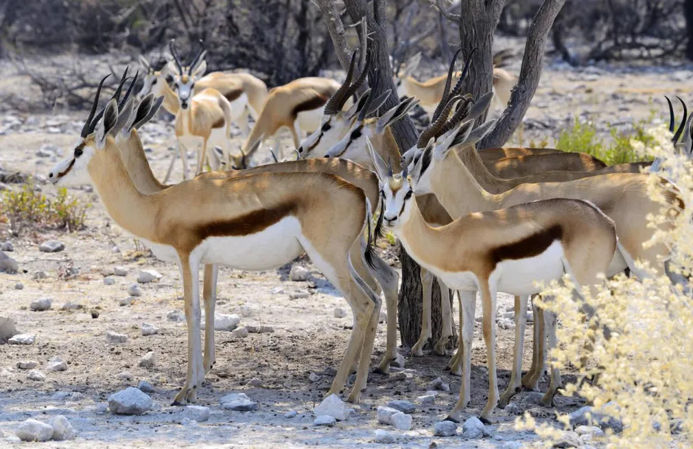Etosha Wildlife