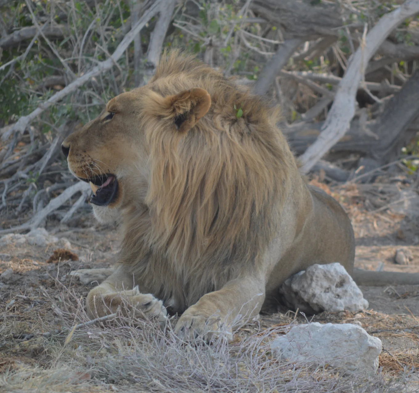 Namibia Wildlife