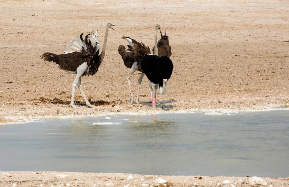Etosha Wildlife
