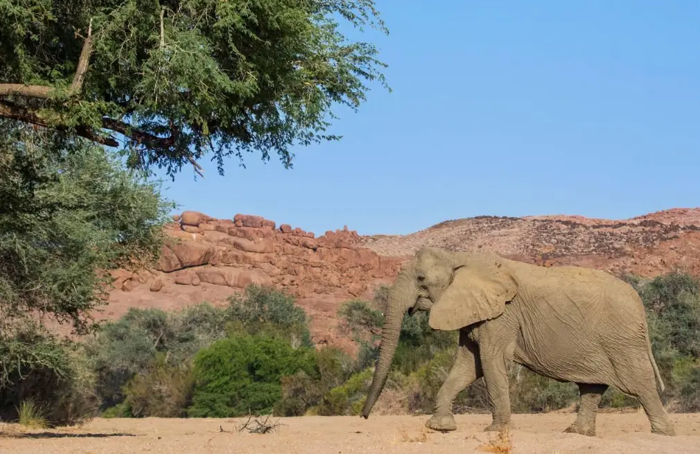 Brandberg Wildlife