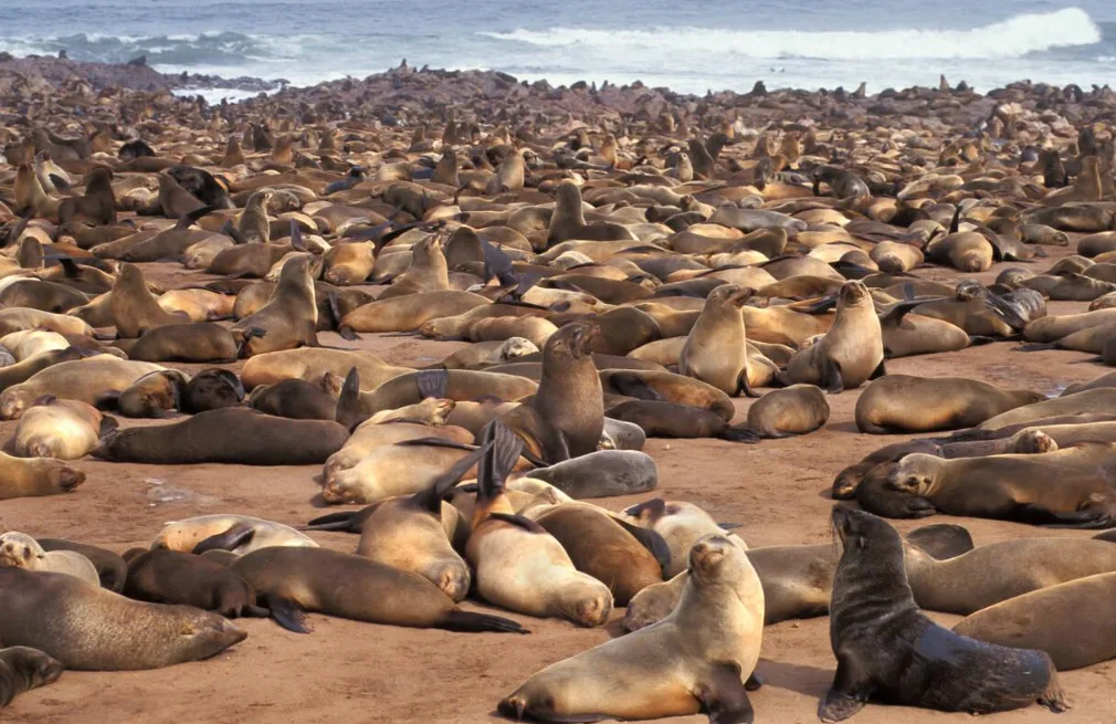 Seals