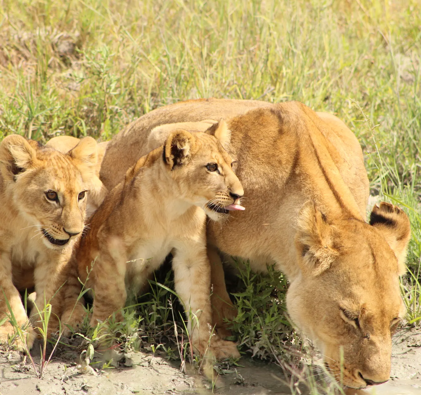 Botswana Safari