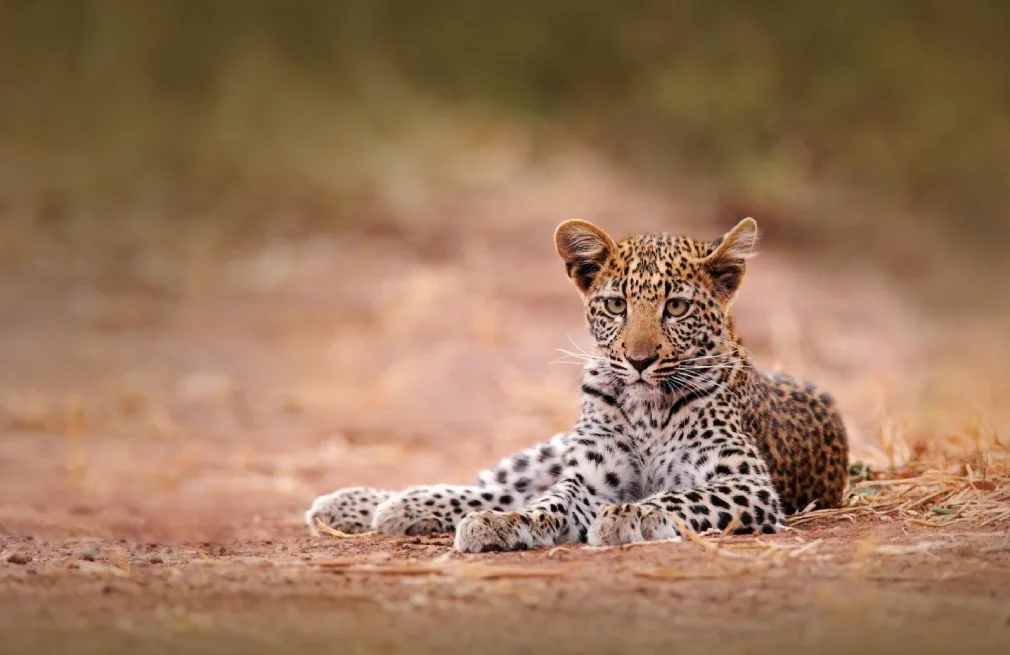 Hwange National Park