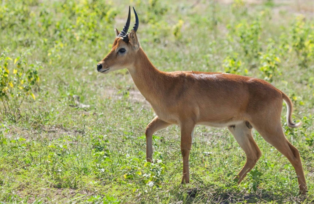 Chobe National Park Attractions