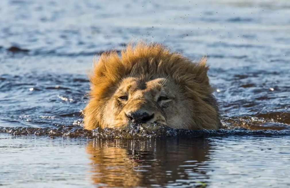 Okavango Delta Wildlife