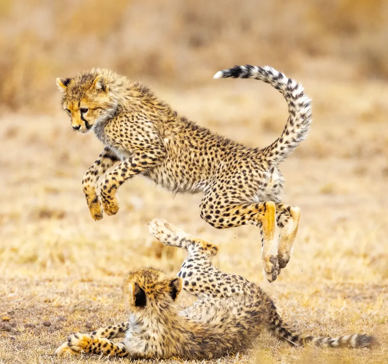 Tanzania Wildlife