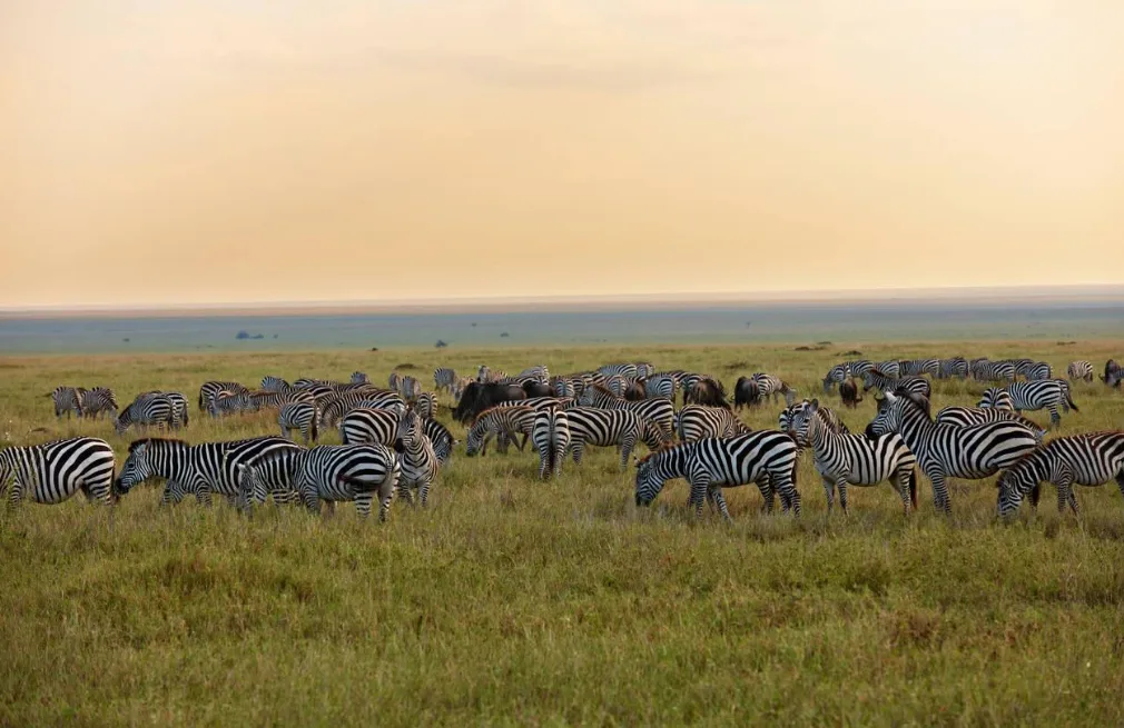 Serengeti Wildlife
