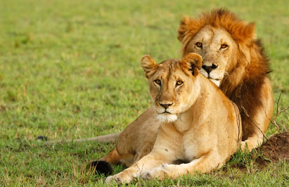 Serengeti Wildlife