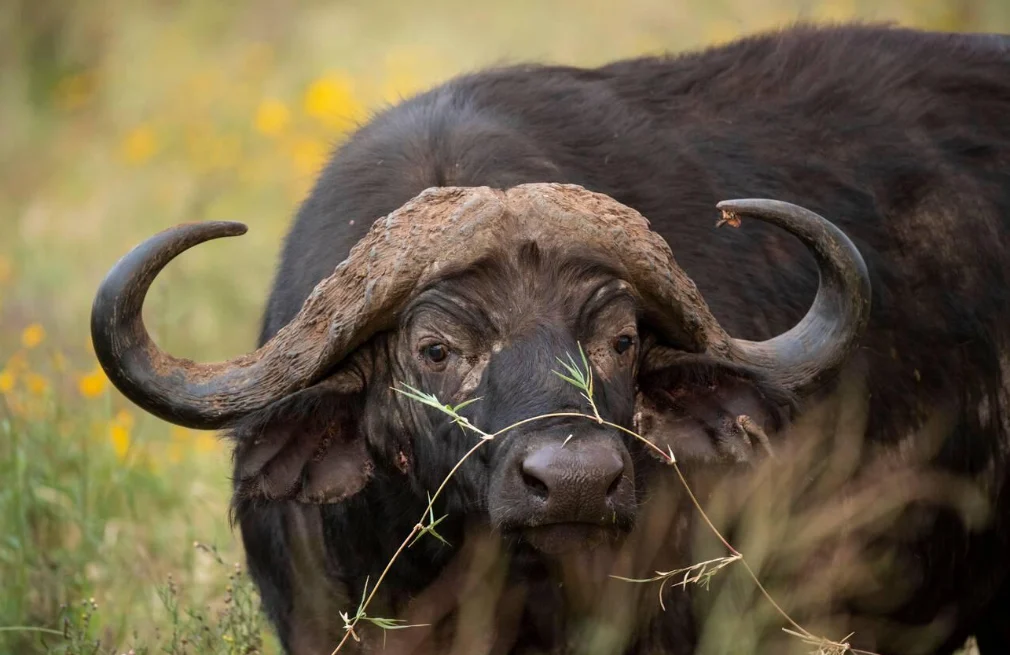 Ngorongoro Wildlife