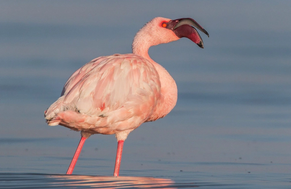 Lake Eyasi Flamingos