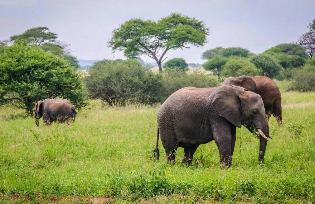 Tarangire Wildlife