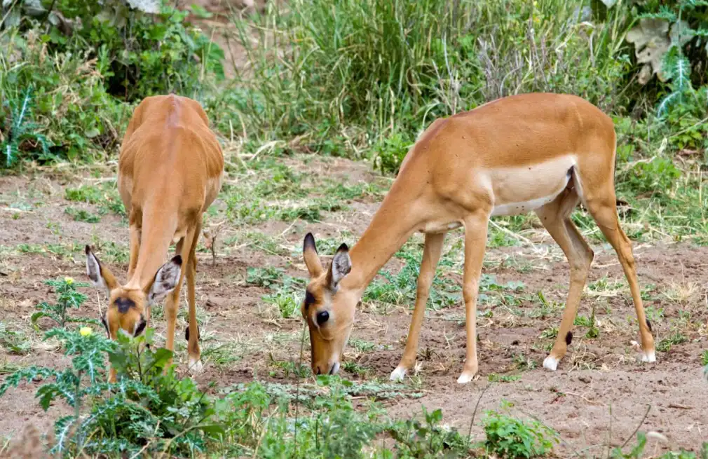 Lake Manyara Impalas