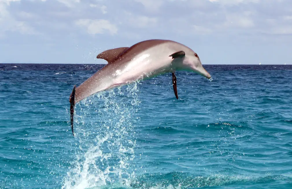 Dolphin Tour