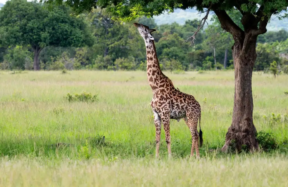 Mikumi National Park Wildlife