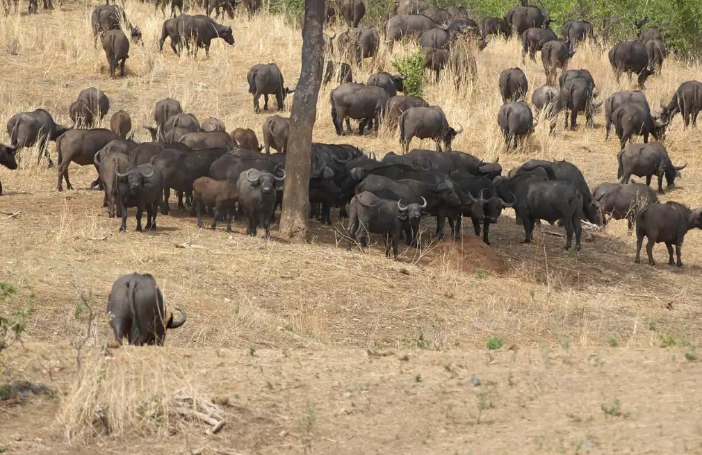 Ruaha National Park Wildlife