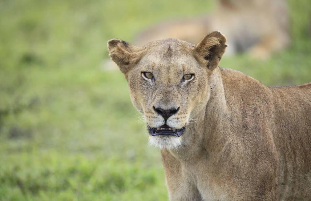 Mikumi National Park Wildlife