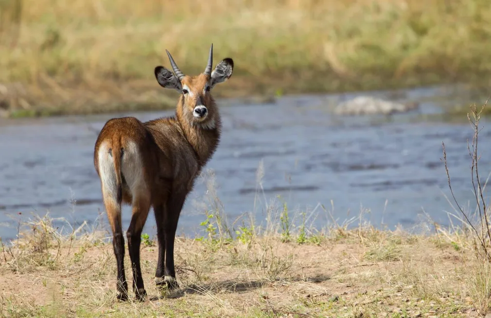 Iringa Wildlife