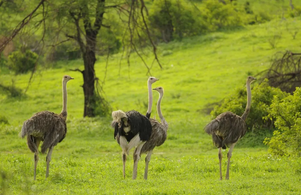 Ruaha National Park Wildlife