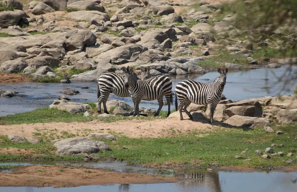 Ruaha National Park Wildlife