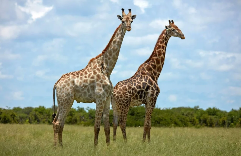 Chobe Game Drives
