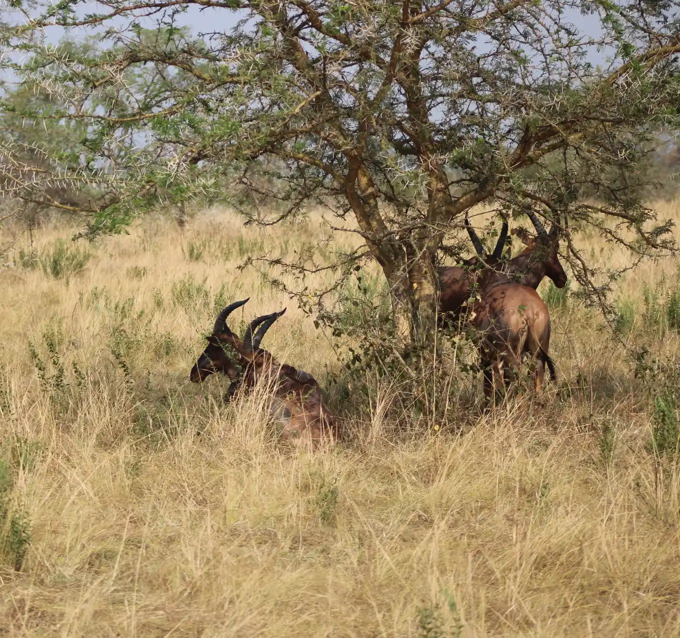 Hwange Wildlife
