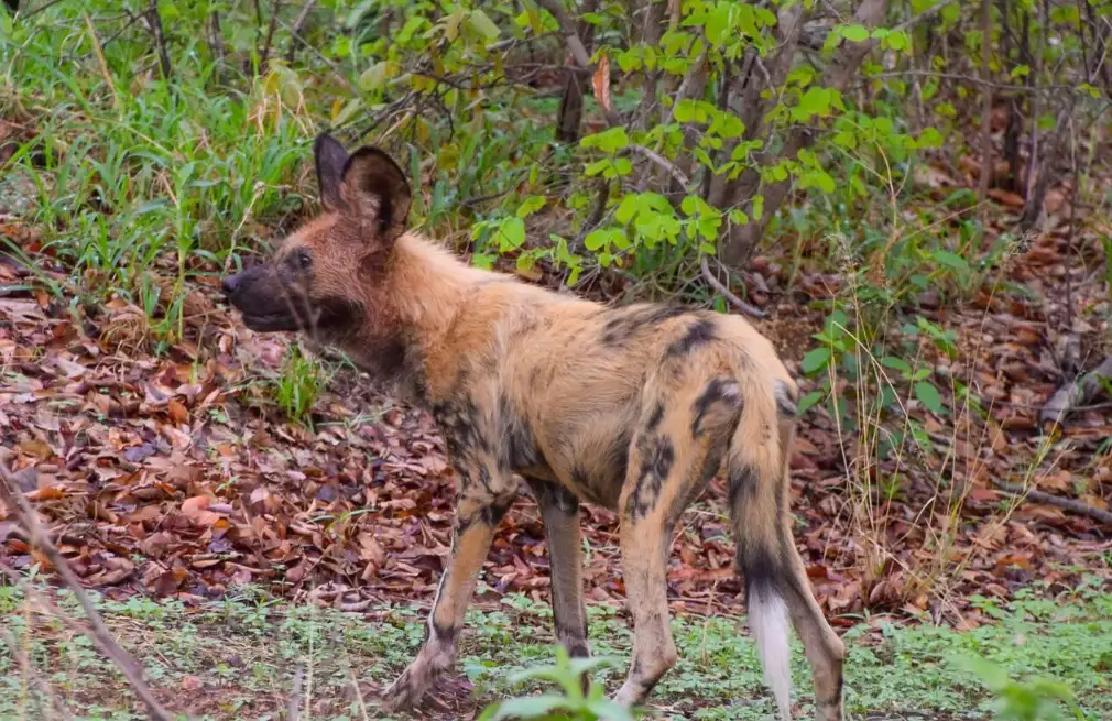 Painted Dog