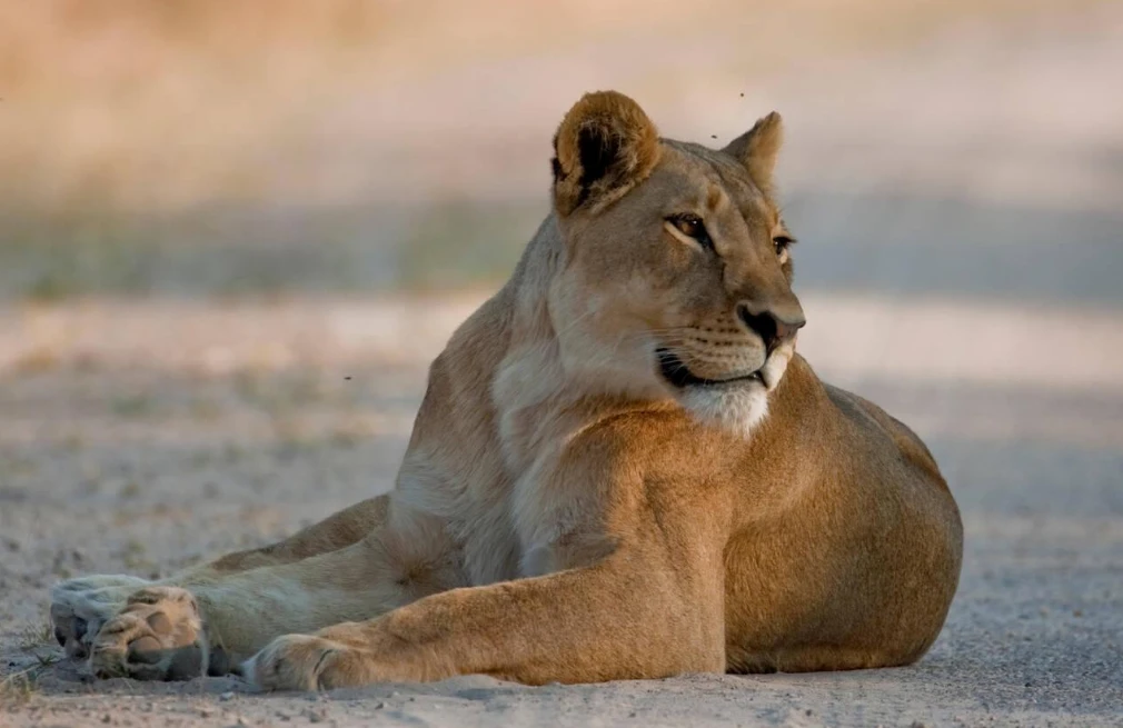 Hwange Wildlife