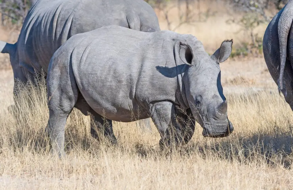 Rhino Tracking