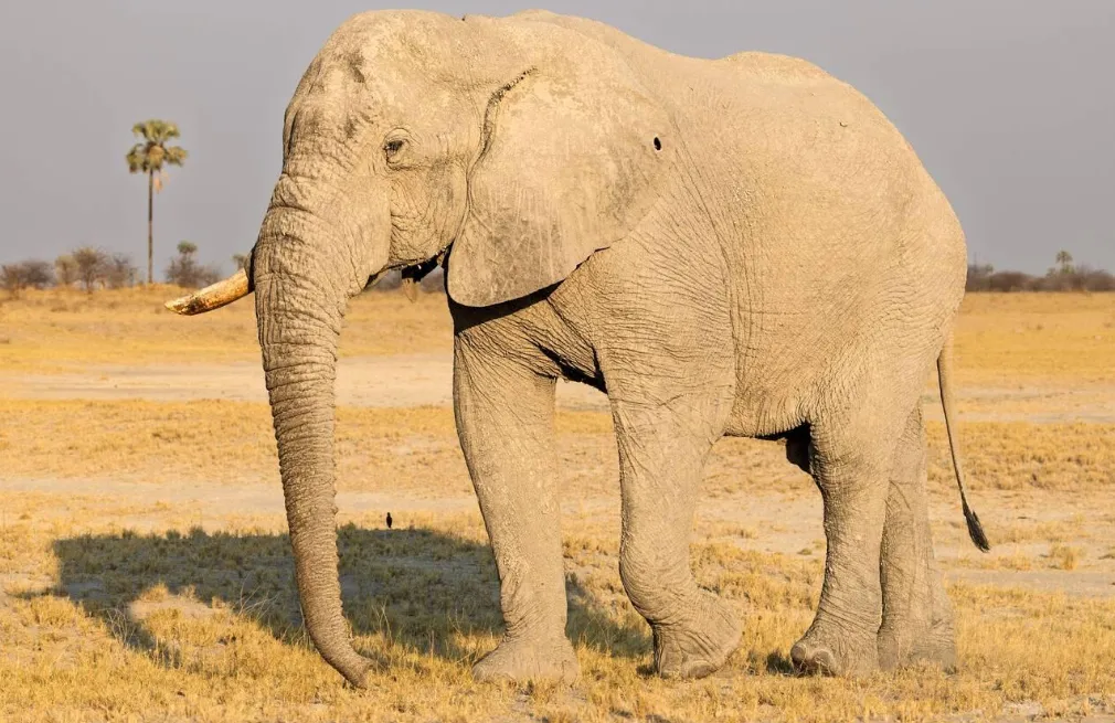 Makgadikgadi Salt Pans Wildlife