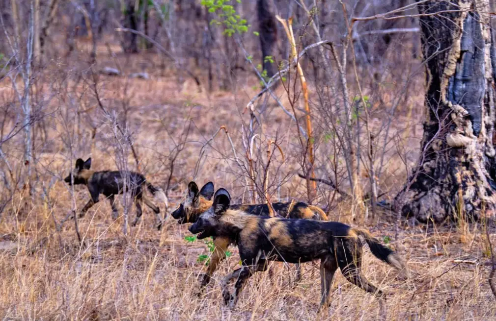 Hwange Wildlife