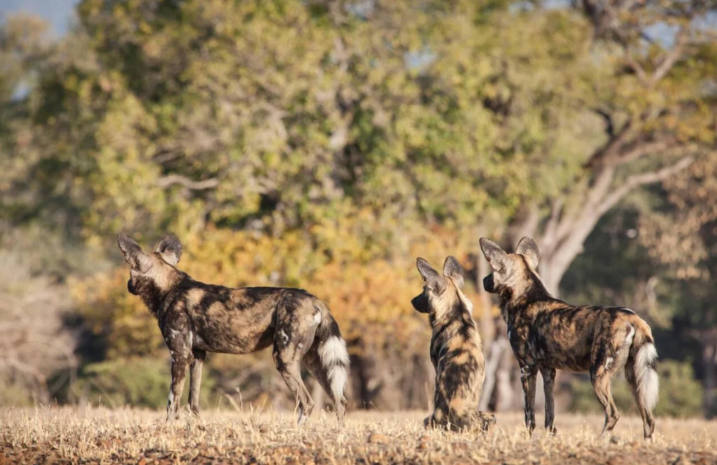 Painted Dog Conservation