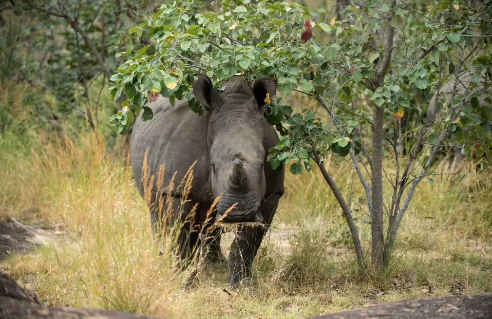 Rhino Tracking