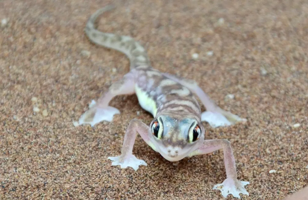 desert reptiles