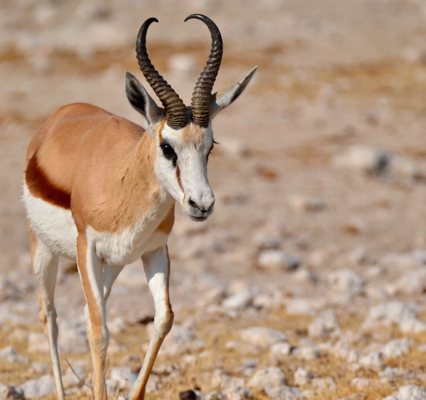 Etosha Wildlife
