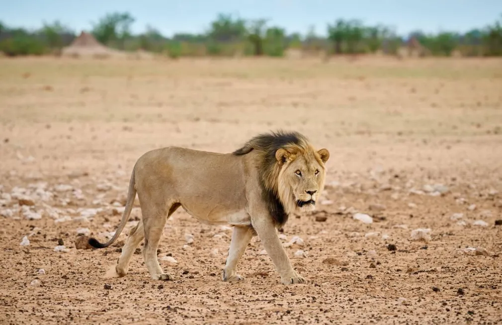 Etosha Wildlife