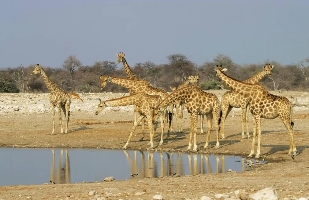 Etosha Wildlife