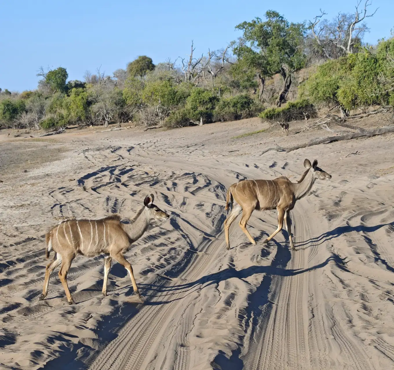 Chobe Wildlife