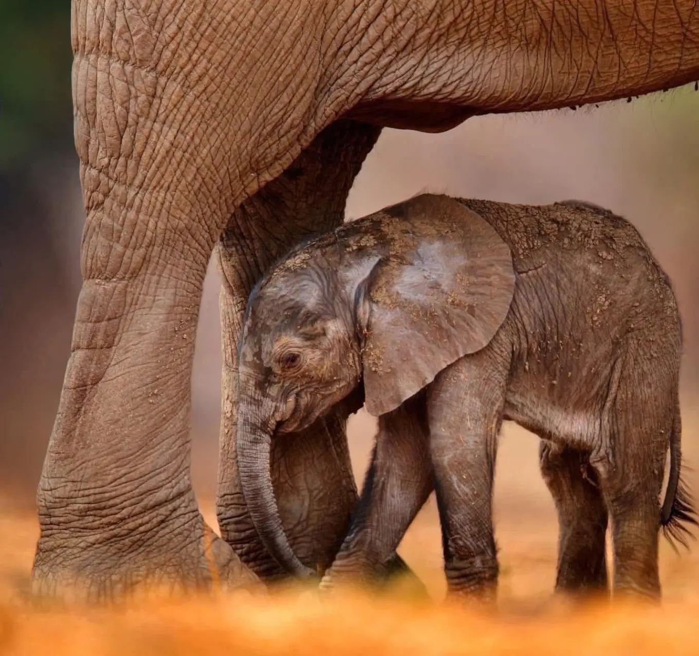 Hwange Safari Tour Attractions