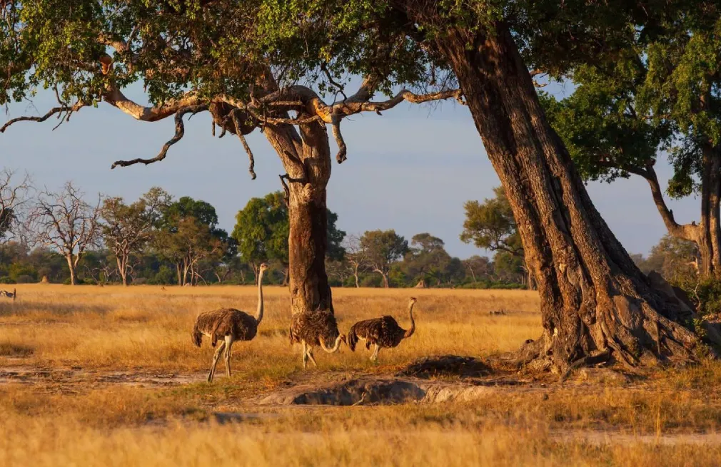 Hwange National Park